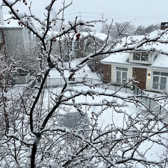 Meet your Posher, Dodi - Picture 1 of 1